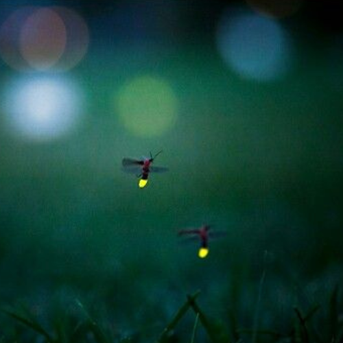 GLIMMERS | noticing what's already there